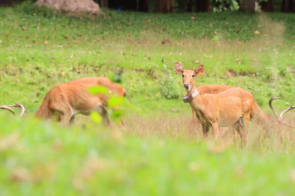 Deer herd in meadow scene at forest, Thailand