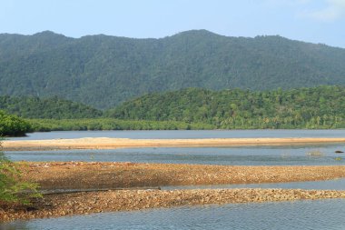 mangrov ağaçlı tropik beach Güney Tayland