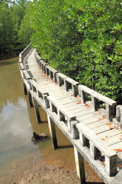 Beton köprü mangrov ormanına gidiyor