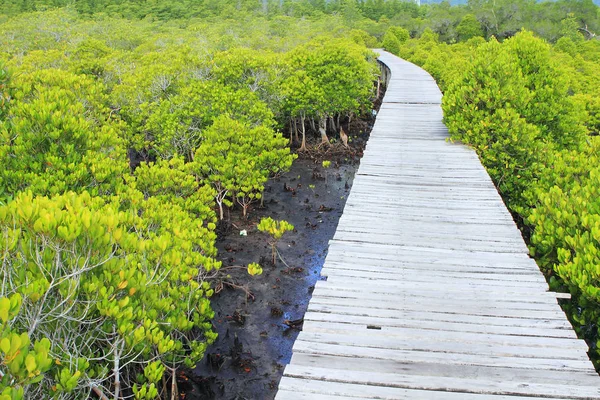 Лесной путь среди мангровых лесов, Таиланд — стоковое фото