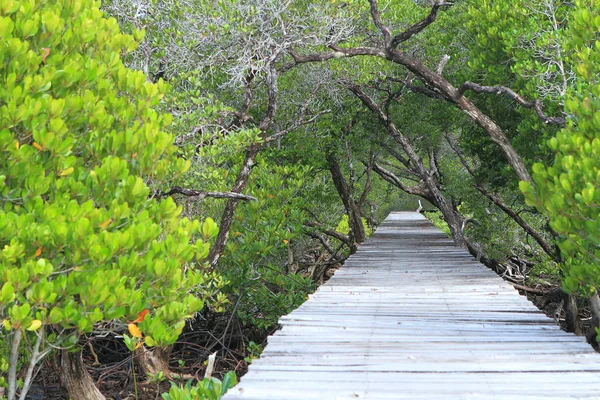 Camino de madera camino entre el bosque de manglares, Tailandia — Foto de Stock