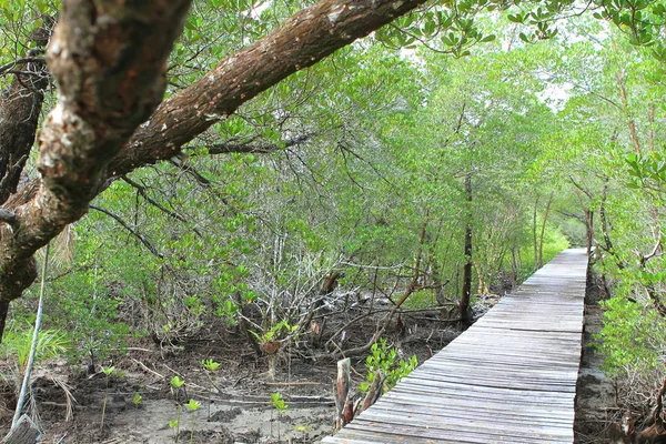 Camino de madera camino entre el bosque de manglares, Tailandia —  Fotos de Stock