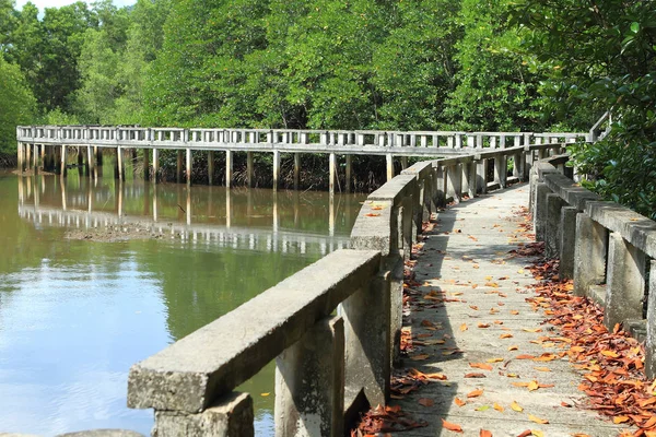 Betonbrücke führt in Mangrovenwald — Stockfoto