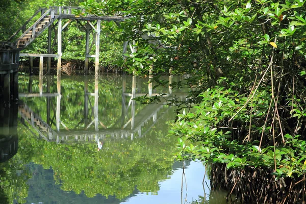 Puente de hormigón ir al bosque de manglares — Foto de Stock