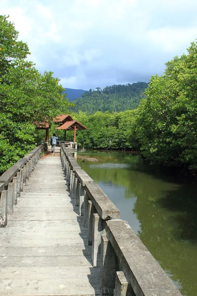 Ponte di cemento andare alla foresta di mangrovie — Foto Stock