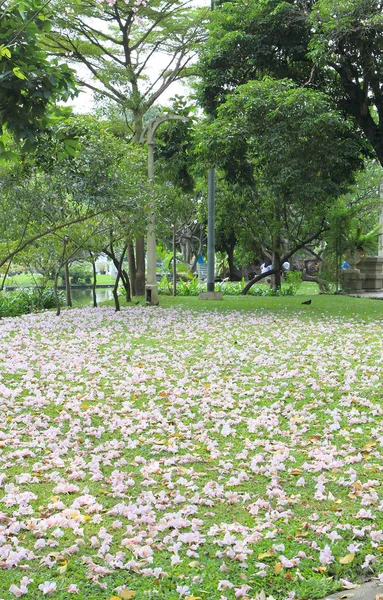 Camino a través de un hermoso parque público — Foto de Stock