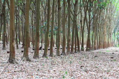 para kauçuk ağacı bahçede Tayland güneyinde