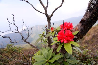 Doi Inthanon, Tayland Rhododendron çiçek arka plan.