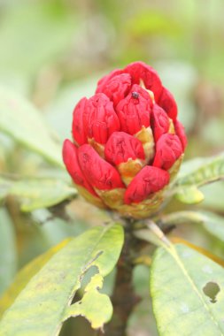 Doi Inthanon, Tayland Rhododendron çiçek arka plan.