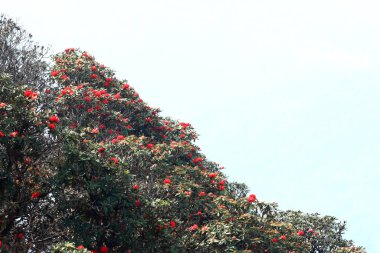 Doi Inthanon, Tayland Rhododendron çiçek arka plan.
