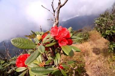 Doi Inthanon, Tayland Rhododendron çiçek arka plan.