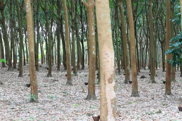 태국 남쪽에 있는 파라 고무 나무 정원 — 스톡 사진