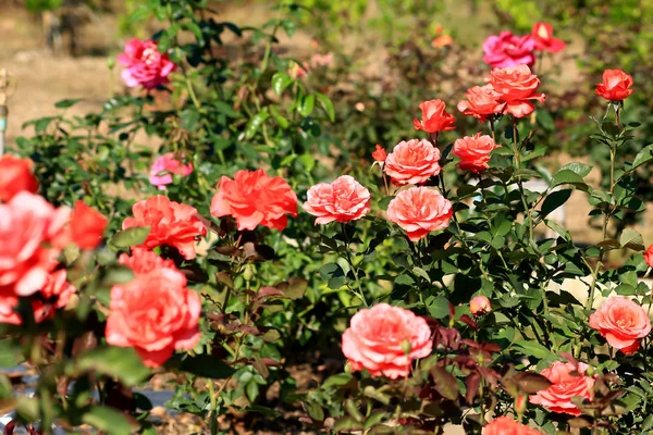 Όμορφος θάμνος με κόκκινα τριαντάφυλλα — Φωτογραφία Αρχείου