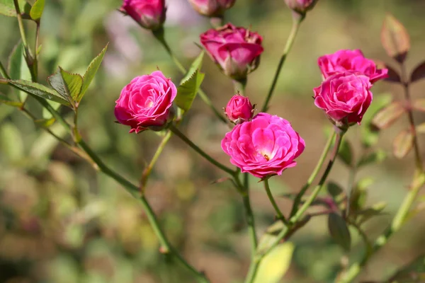 Beau buisson de roses rouges — Photo