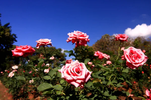 Όμορφος θάμνος με κόκκινα τριαντάφυλλα — Φωτογραφία Αρχείου