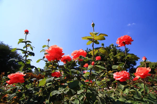 赤いバラの美しい茂み — ストック写真