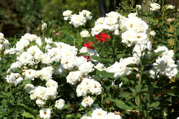 White roses - Alba,against blue sky. — Stock Photo, Image