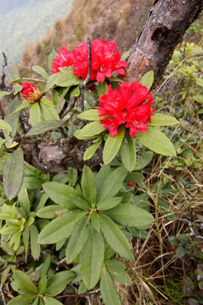 Rhododendron virág háttér Doi Inthanon, Thaiföld. — Stock Fotó