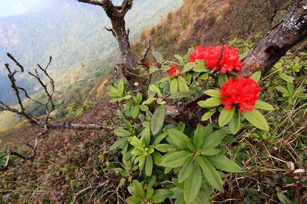 Rododendronovo pozadí v Doi Inthanonu, Thajsko. — Stock fotografie
