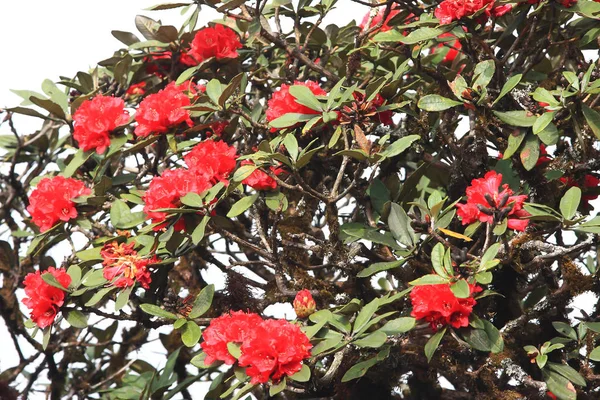 杜伊因塔翁的杜多德龙花卉背景. — 图库照片