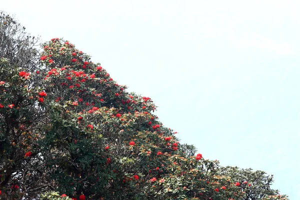 Rhododendron virág háttér Doi Inthanon, Thaiföld. — Stock Fotó