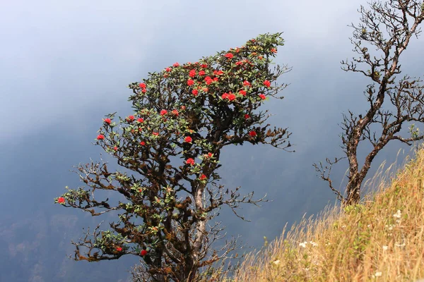 Rododendronovo pozadí v Doi Inthanonu, Thajsko. — Stock fotografie