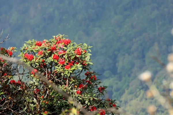 Rododendronovo pozadí v Doi Inthanonu, Thajsko. — Stock fotografie