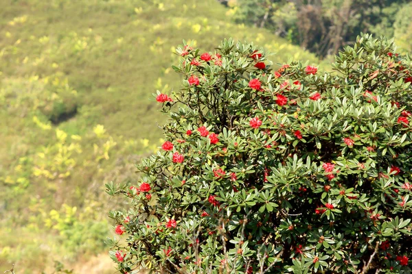 Rhododendron blomma bakgrund i Doi Inthanon, Thailand. — Stockfoto