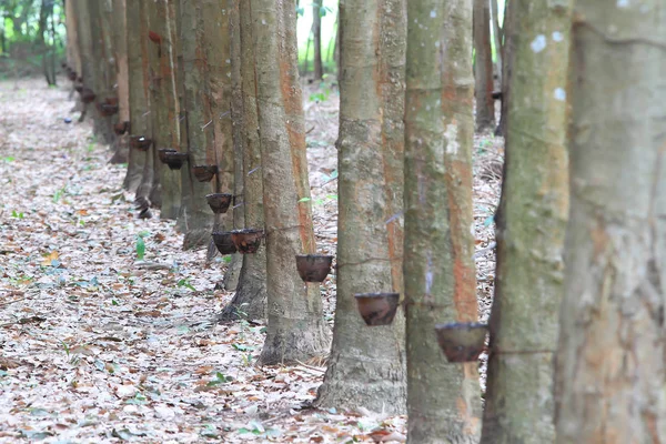 Para jardim de árvore de borracha no sul da Tailândia Fotos De Bancos De Imagens