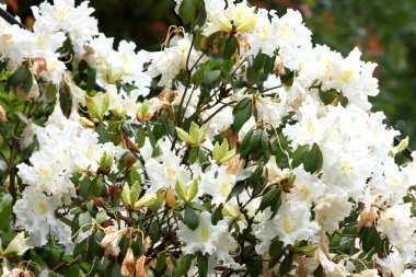 Rhododendron Persil - beyaz çiçekli çalı
