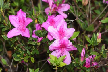 Blooming Pembe Rhododendron (Açelya) seçici odak