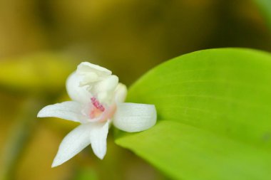 Yabani orkide ve bir Bahçe