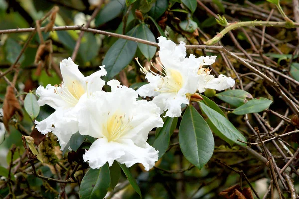 Rhododendron Persil-vit blommande buske — Stockfoto