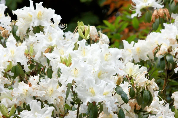 Rhododendron persil - weiß blühender Strauch — Stockfoto