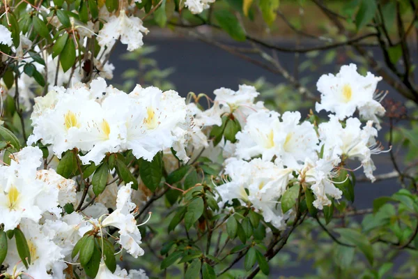 Rhododendron Persil-bílý kvetoucí keř — Stock fotografie