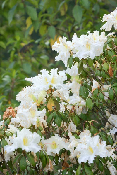Rhododendron Persil-bílý kvetoucí keř — Stock fotografie