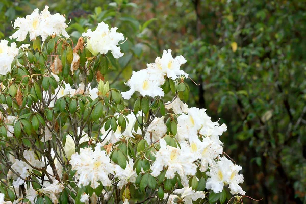 Rhododendron Persil-bílý kvetoucí keř — Stock fotografie