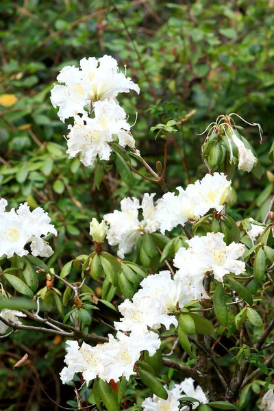 Rhododendron Persil - beyaz çiçekli çalı — Stok fotoğraf