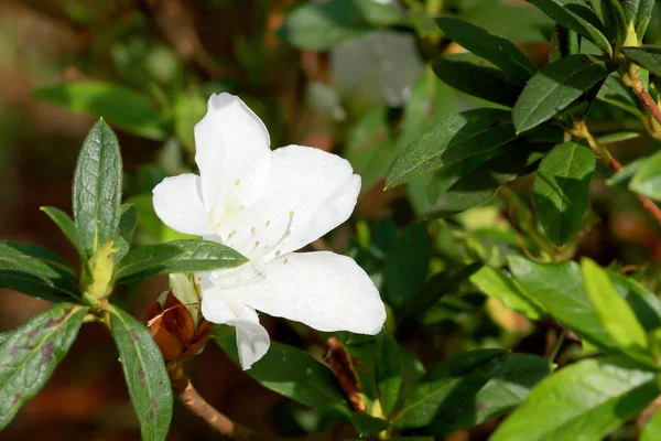 Rhododendron persil - weiß blühender Strauch — Stockfoto