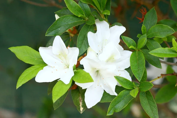 Rhododendron Persil - cespuglio fiorito bianco — Foto Stock