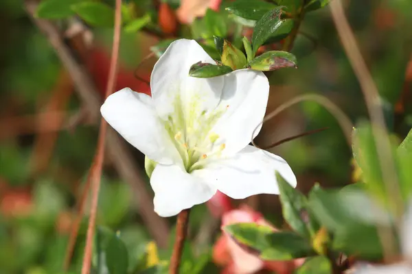 Rhododendron persil - weiß blühender Strauch — Stockfoto