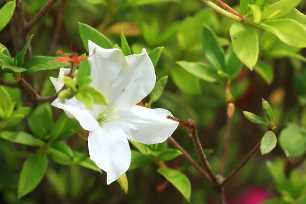 진달래 페르실 - 흰색 꽃 부시 — 스톡 사진