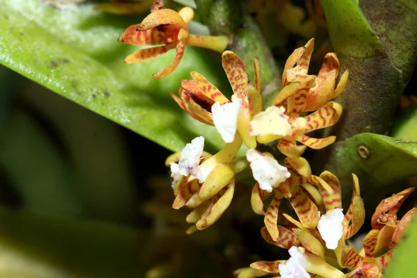 Wildorchideen und ein Garten — Stockfoto