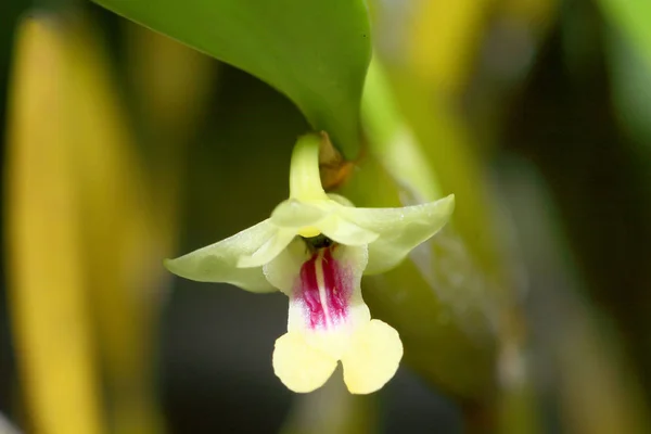 Orchidee selvatiche e un giardino — Foto Stock
