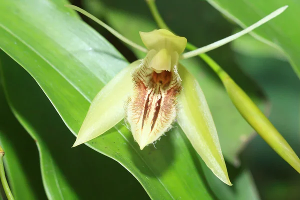 Divoké orchideje a zahrada — Stock fotografie