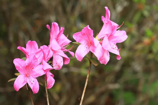 盛开的粉红红花（杜丽花）选择性焦点 — 图库照片