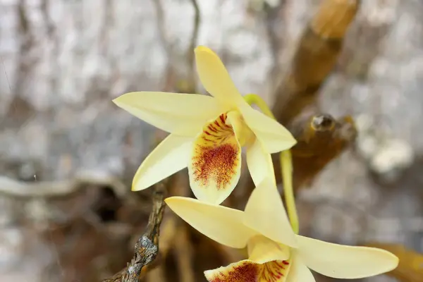 Orchidee selvatiche e un giardino — Foto Stock