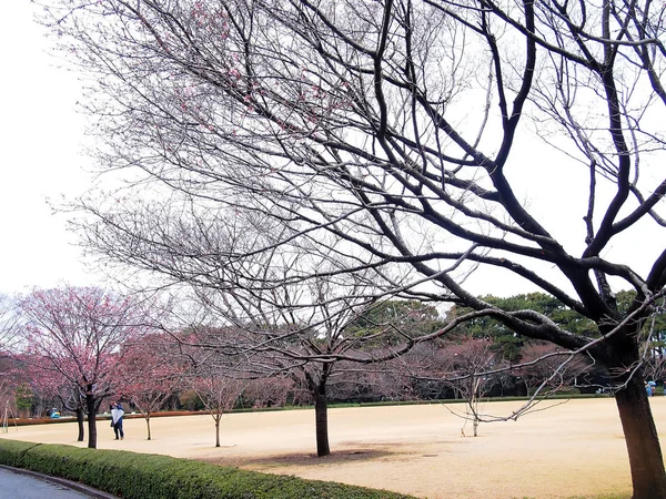 Pembe kiraz çiçekleri İlkbaharda Tokyo 'da — Stok fotoğraf