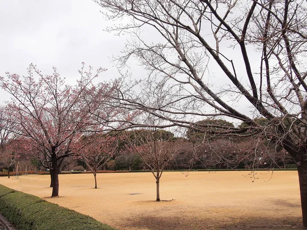 Flores de cerezo rosa en la primavera en los terrenos de Tokyo Imper — Foto de Stock