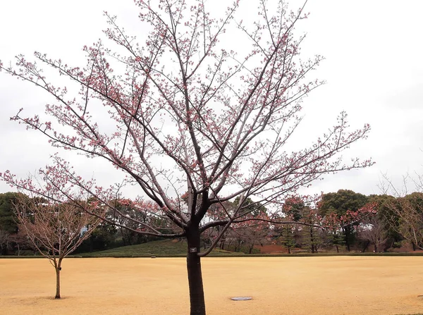 Flores de cereja rosa na primavera no terreno de Tokyo Imper — Fotografia de Stock